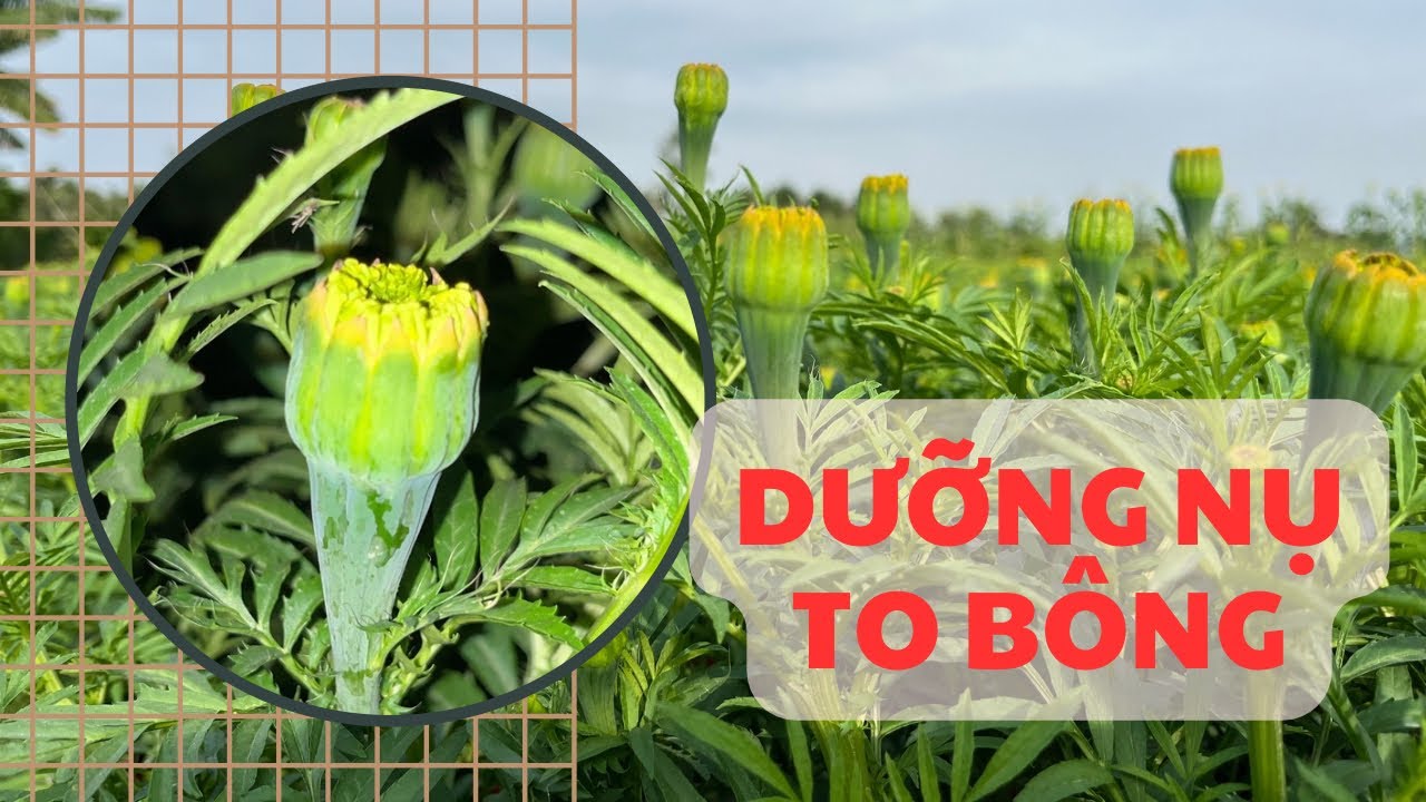 DƯỠNG NỤ HOA VẠN THỌ TO HẾT CỞ, ĐẸP HẾT Ý - TẬP 11 | TẾT 2025