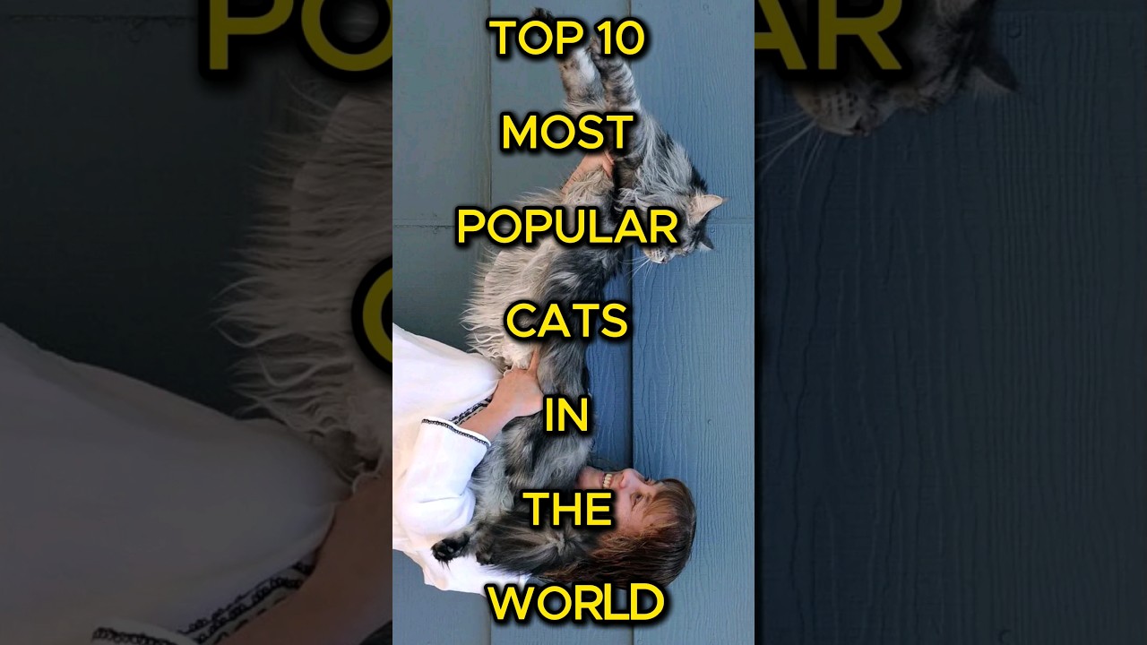Top 10 Most Popular Cats in the World
