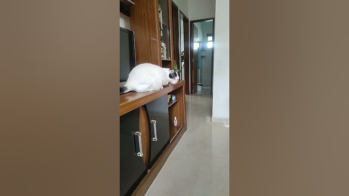 A gata e o cachorro