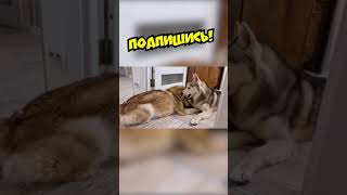 Хаски И Унитазоголовый!!