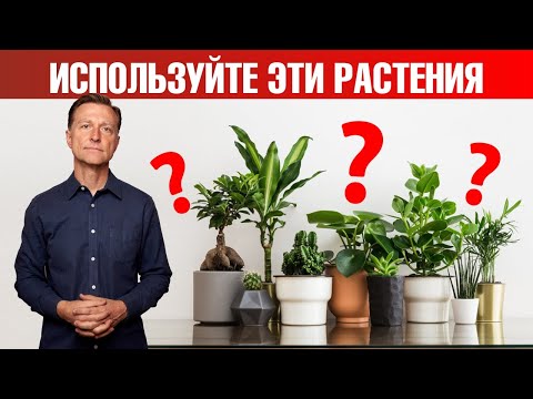 Самые полезные комнатные растения для вашего здоровья🙌