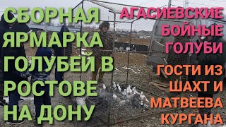 Агасиевские бойные голуби на ярмарке в Аксае. Гости из Матвеева Кургана и Шахт и их голуби. Pigeons.