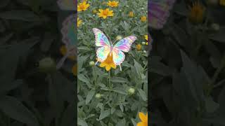 #magical #magicalbutterfly #jadu #heavenbutterfly #queenfly #queenbutterfly