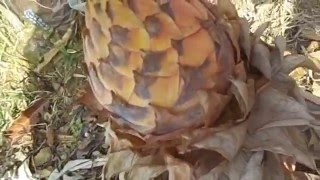 20160215 ２月の地湧金蓮 Musella lasiocarpa は…