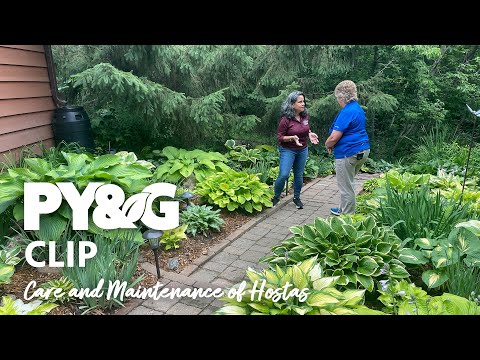 Care and Maintenance of Hostas | Selecting and Growing Hostas | Prairie Yard & Garden 3703 hqdefault
