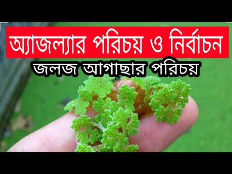 অ্যাজল্যার পরিচয় | জলজ আগাছার পরিচয় | মাছ চাষে ঘাস | BM.RNC Fisheries