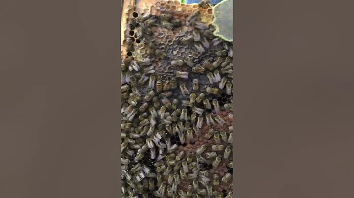 California Beekeeping Update Nov 19th - Hive 2