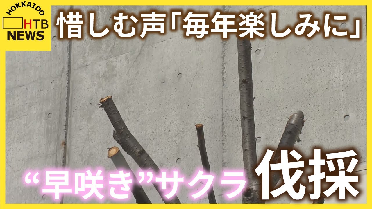 札幌市西区 早咲きで有名なサクラの枝が伐採 周辺住民から惜しむ声