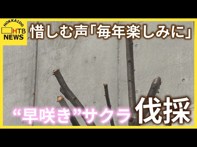札幌市西区 早咲きで有名なサクラの枝が伐採 周辺住民から惜しむ声