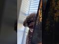 Hello #Enzo #poodle #cutedog
