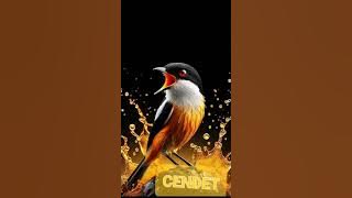 masteran cendet trotol terlengkap jamin masteran masuk