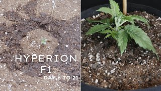 Hyperion F1 Day 6 to 21 Timelapse: Started Low-Stress Training (LST)
