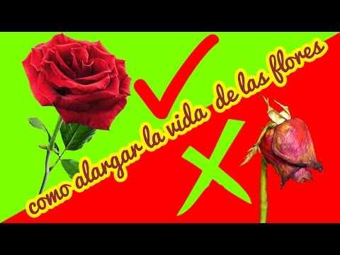 Video: Cómo Prolongar La Vida De Las Flores Recién Cortadas. Parte 2