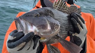 Rhode Island Fishing Report! Quick Seabass Trip! @WildNewEngland 