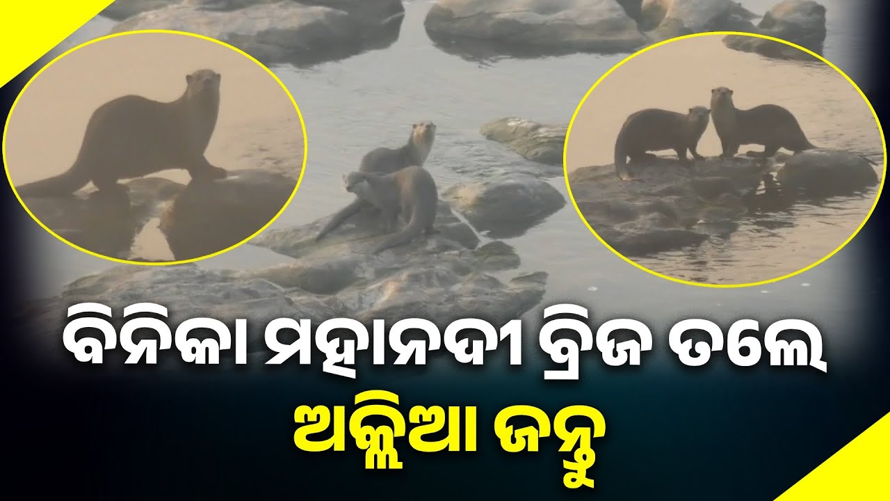 ବିନିକା ମହାନଦୀ ବ୍ରିଜ ତଲେ ଅକ୍ଲିଆ ଜନ୍ତୁ || Kalinga Tihar