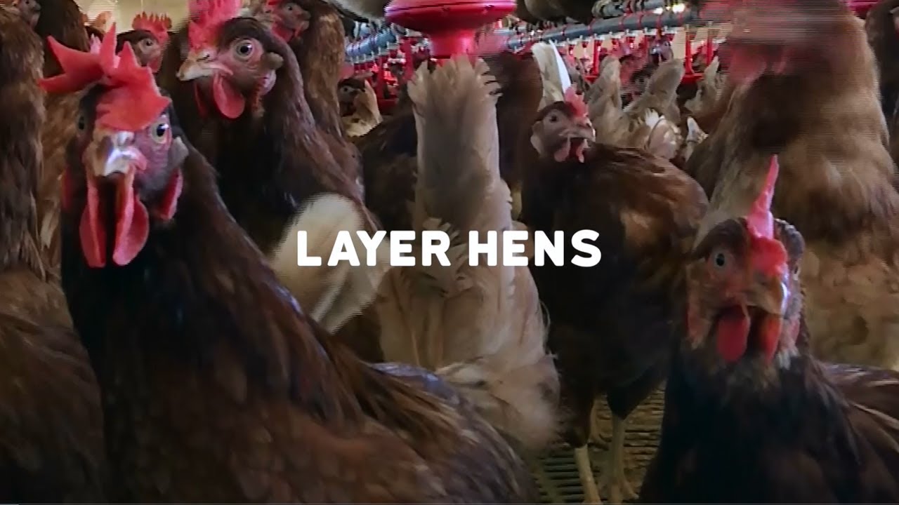RSPCA Approved Farming: Layer Hens