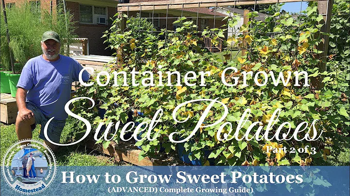 How to Grow Sweet Potatoes | Complete Growing Guid...