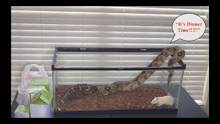 Famous Colombian Boa Constrictor Live Feeding!!!!!WARNING!!!!!Viewer's Discretion Advised!!!!! Profile