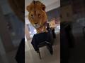 Real Lion in Office