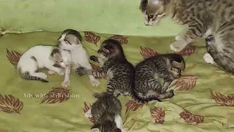 Video 6543661: cats dogs animals compilation, animals cutest cats compilation, cat dog funny compilation, cats compilation cute dogs, laugh funny cats compilation, cat funny dog awesome, hilarious animal compilation, funniest cats dogs