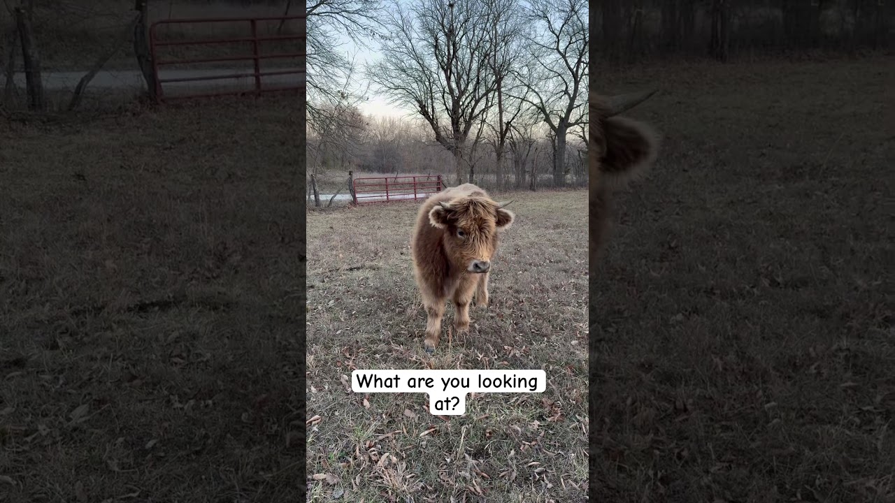 Highland cattle are the cutest
