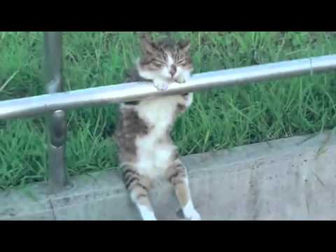 chillwave_cat.m4v
