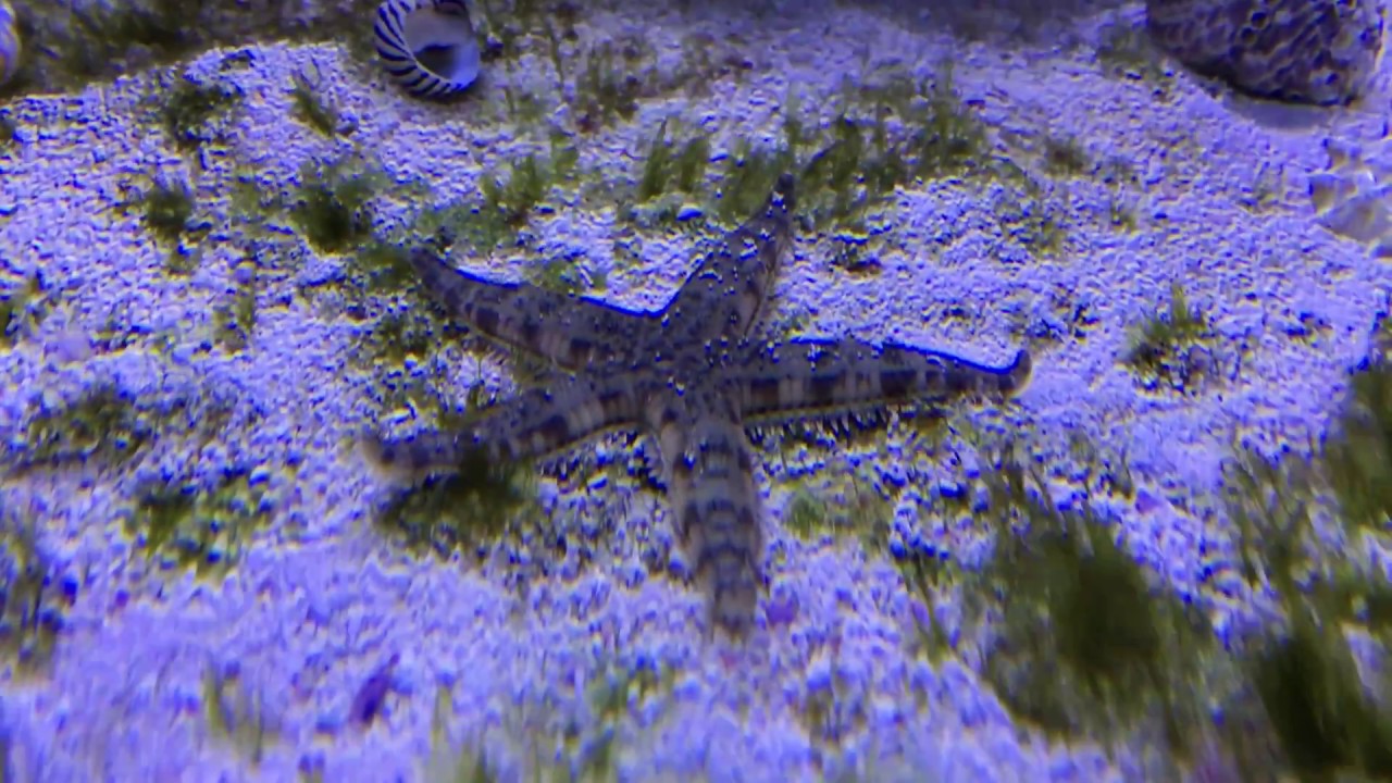 Grabender Seestern auf der Flucht