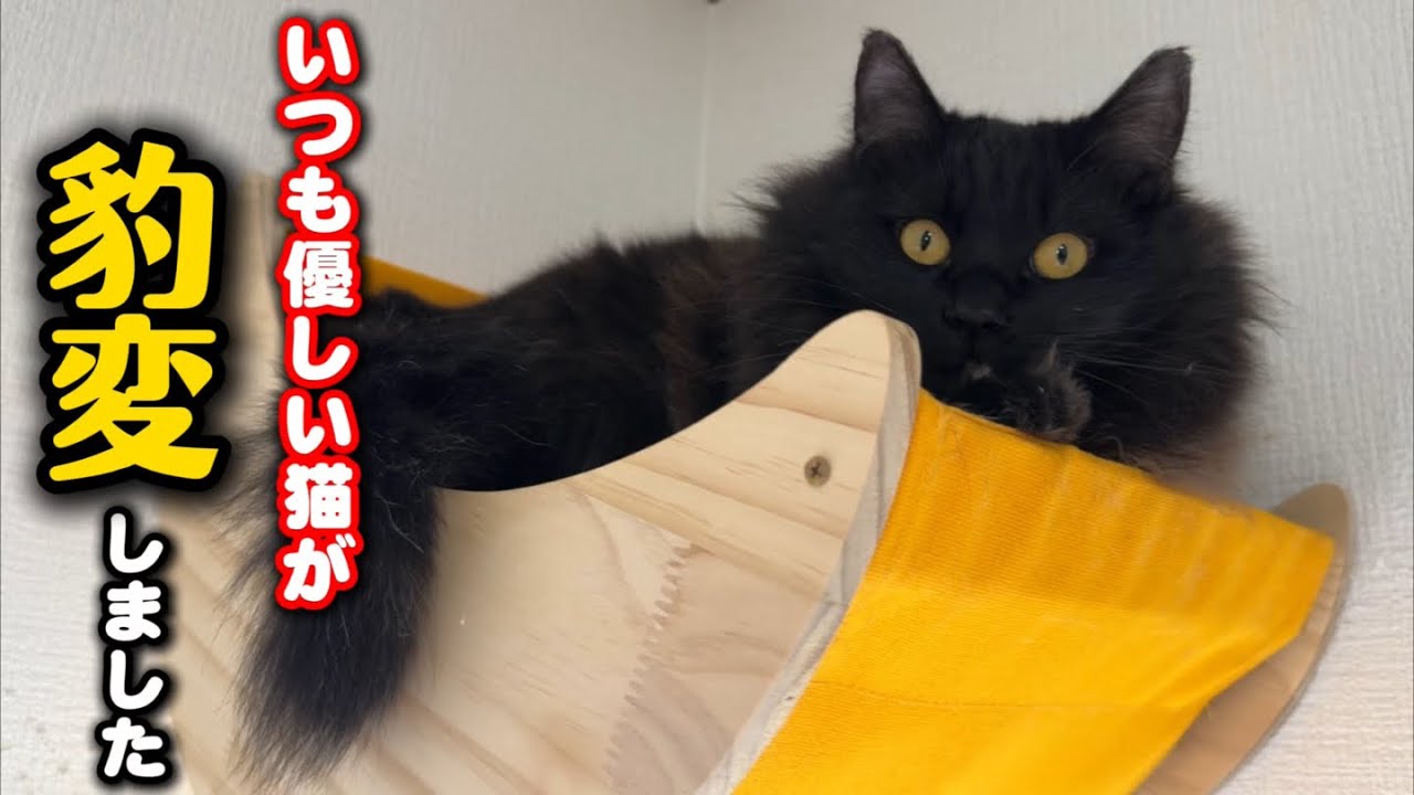 【驚愕】いつも大人く優しい猫が豹変した訳とは…