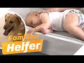 Baby isst und schläft sehr schlecht! Liegt es am Familienhund?! | Die Familienhelfer | SAT.1