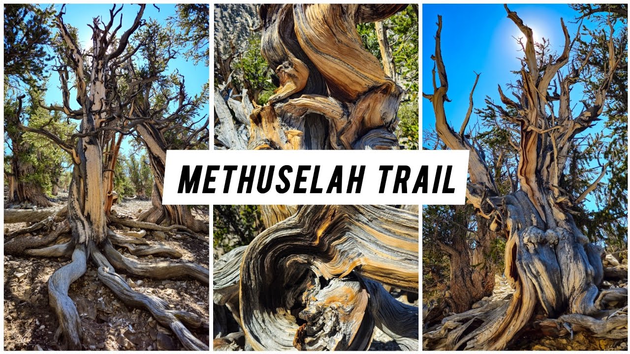 HIKING METHUSELAH TRAIL | CALIFORNIA