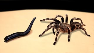 WHAT IF A BIGGEST SPIDER SEES A LEECH? LEECH VERSUS SPIDER!