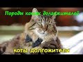 ПОРОДЫ КОШЕК ДОЛГОЖИТЕЛЕЙ  Breed cats centenarians