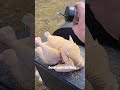 beer can chicken. #smoker #pitboss #bbq