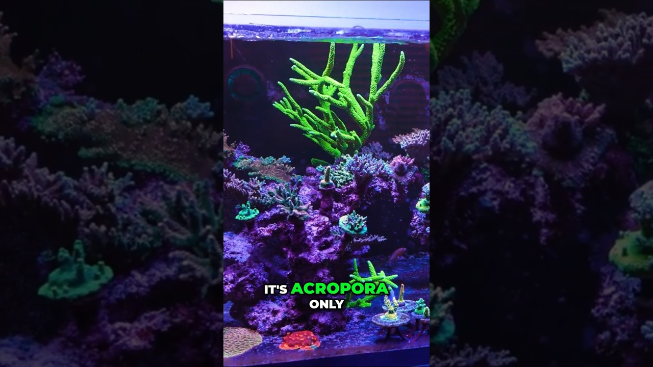 Acropora Only Reef Tank - The Ultimate Challenge #worldwidecorals #fromourreeftoyours #bluereefhaven