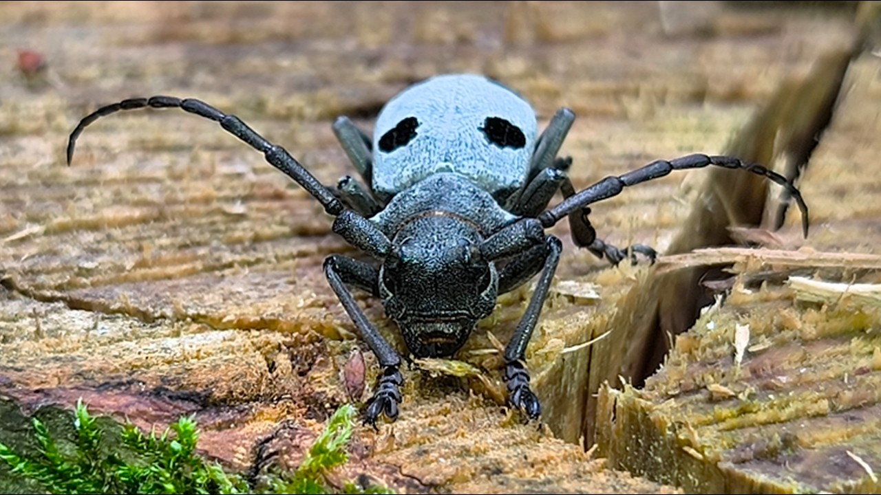 Morimus asper funereus – The Great Grey of the Forest (Part I)[Subtitles in 13 Languages]
