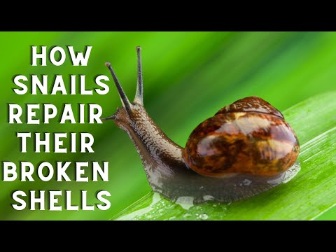 How Snails Repair Their Broken Shells: Nature’s Tiny Engineers!