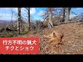 チクとショウがいなくなった記録