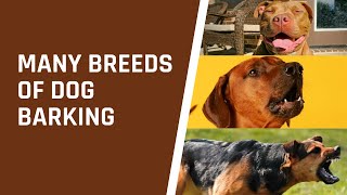 DOG Barking Sound screenshot 5