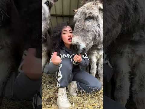 يعني تفضل استاذ علاوي يعني تفضل حمار طلع احسن منك ومنو المانيا ستوريات مقالب