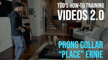 How To Prong Collar Place With Ernie