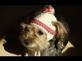 gorro para perros y para perras a crochet/how to crochet a dog hat.