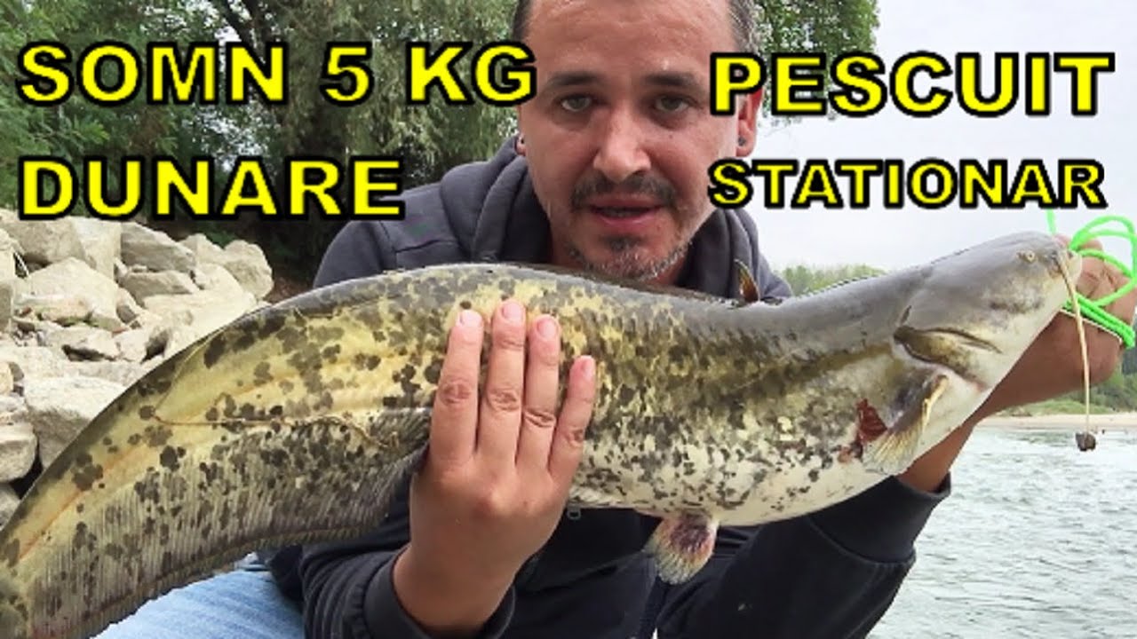 Somn de 5 kg pe Dunare! Pescuit stationar!