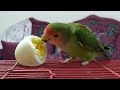 الوجبه المفضله لطائر الحب الفيشر والروز و البادجي Love Birds Eat 