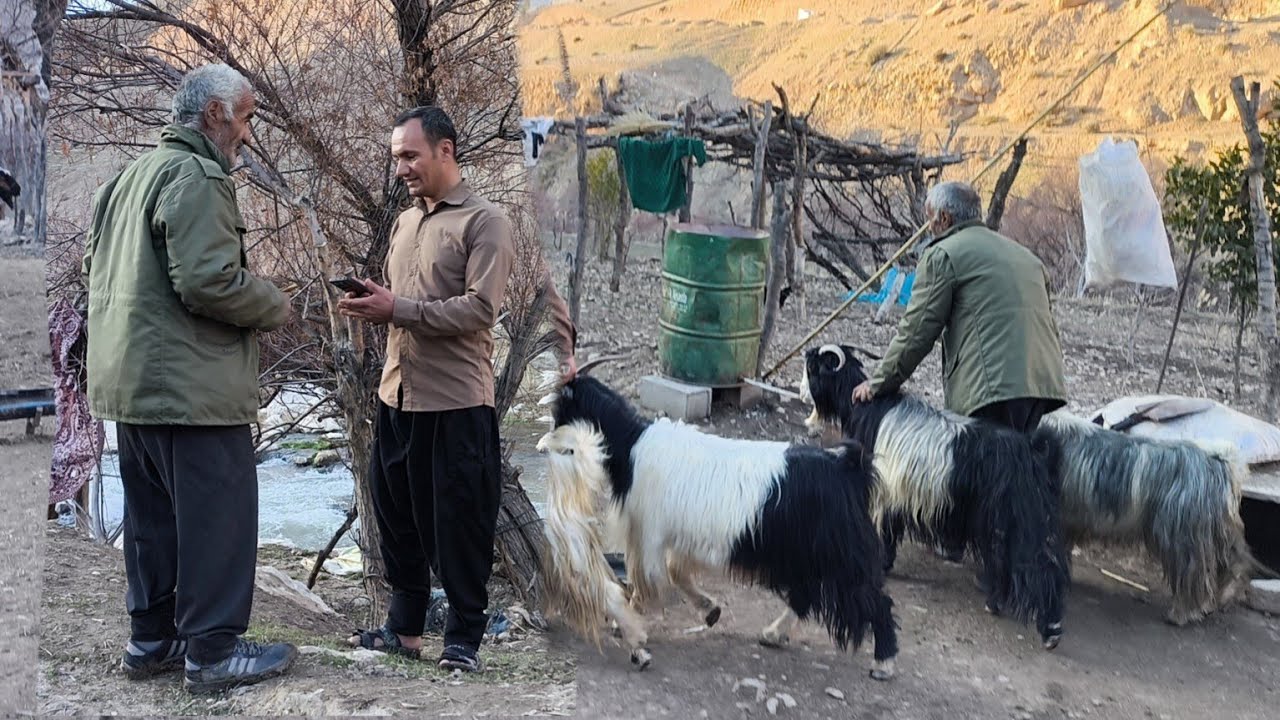 Nomadic life. Gul Mohammad sells goats and decides to rent a house.