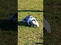 Dogs having fun in nice weather #dogs #shorts