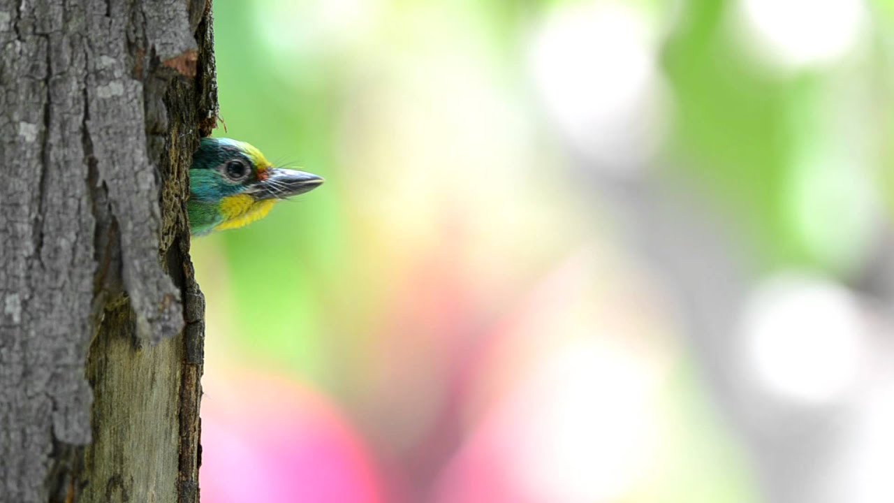 Taiwan Barbet 6125 
