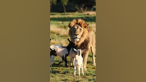 Funny Majestic Lion vs Baby Goats | 4K AI Video – Confused King of the Savanna #AI #Sora #OpenAI