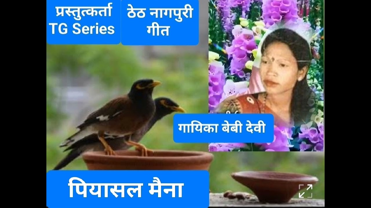पियासल मैना !! गायिका  बेबी देवी!! TG सिरिज द्वारा प्रस्तुति!! ठेठ नागपुरी गीत !!