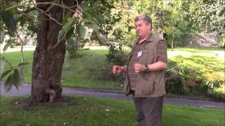 Dowsing an energy ley - Part 1