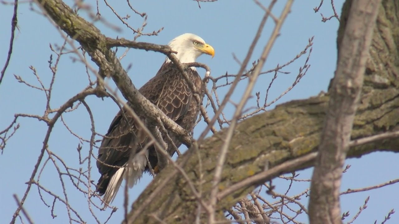 Bald Eagles Soar At Wabasha's Nat'l Eagle Center - YouTube
